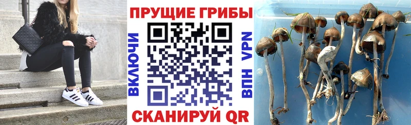 Псилоцибиновые грибы мицелий  мега зеркало  Великий Новгород 